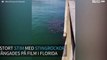 Stort stim av stingrockor hittades i Floridas vatten