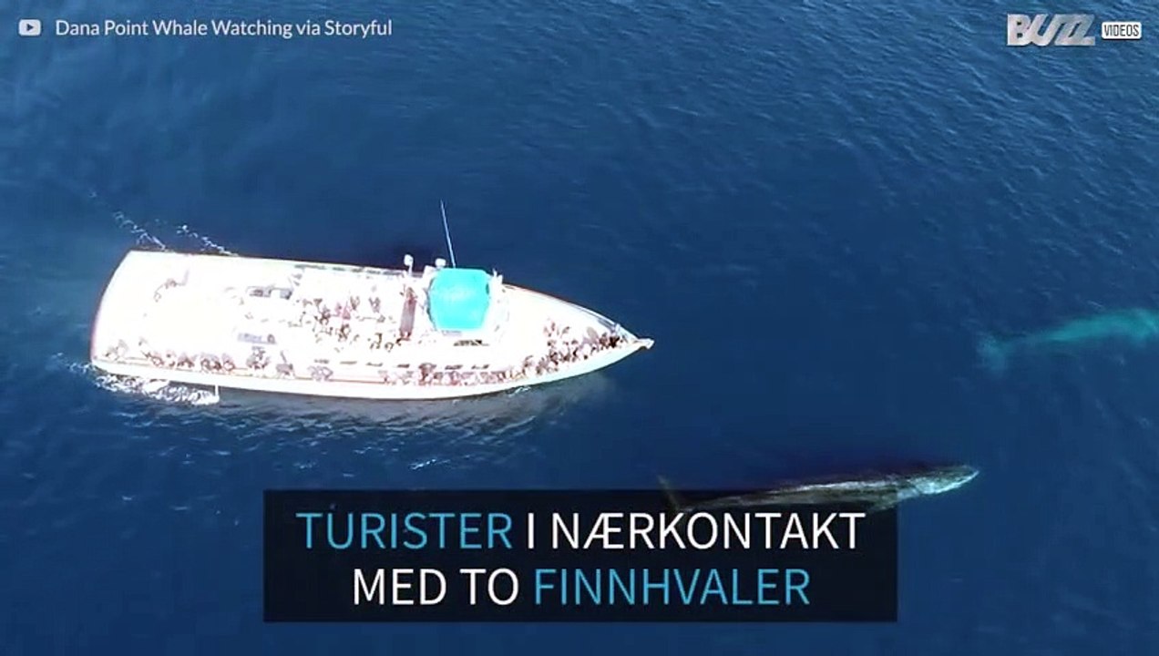 Turister spotter to gigantiske hvaler i California