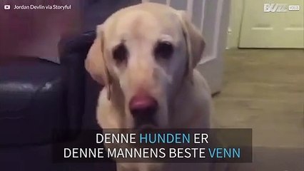 Hund gir eieren sin en sider