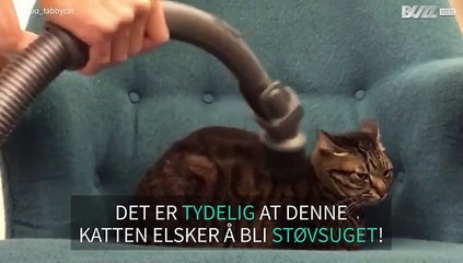 Katt elsker å bli støvsuget
