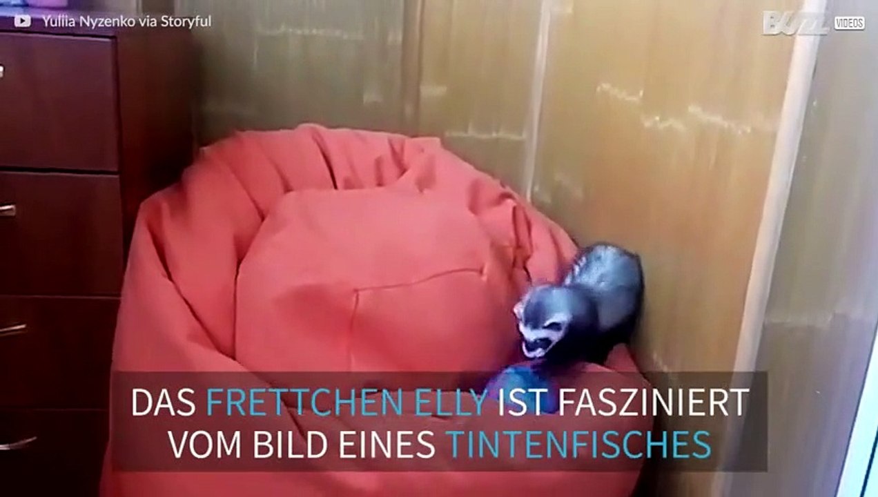 Frettchen fasziniert von Tintenfisch