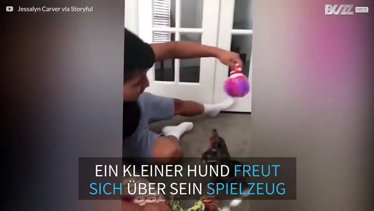 Dieser Weple ist außer sich vor Freude über sein Weihanchtsgeschenk!