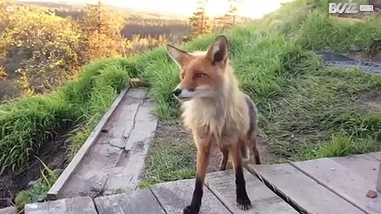 Hungriger Fuchs schnappt sich Snack