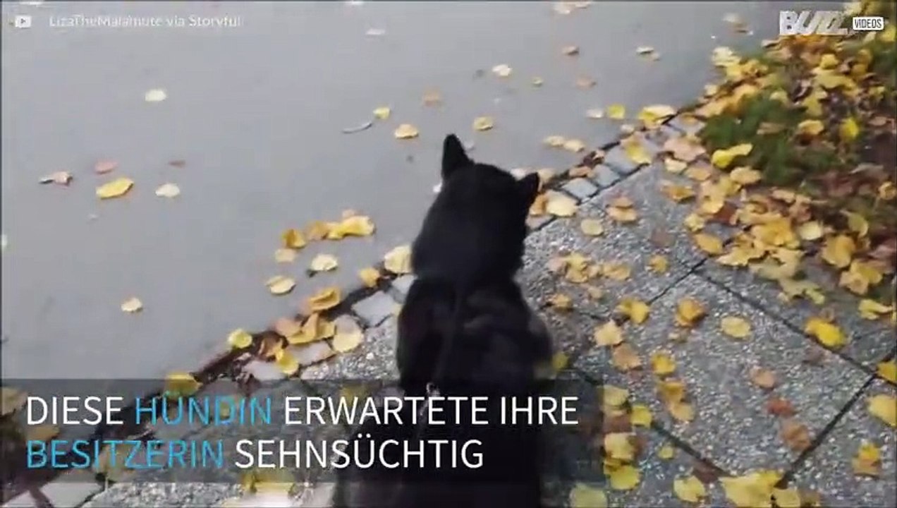 Niedlich: Hündin holt Besitzerin am Bus und freut sich riesig