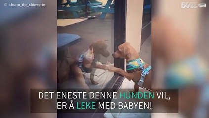 Leken hund kan ikke fordra å være adskilt fra vennen sin