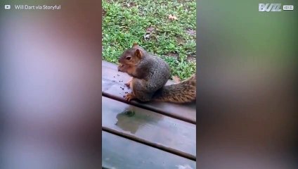 Ekorre hatar att bli kallad för tjockis!