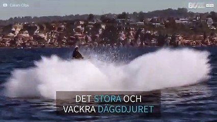 Detta är varför valar är så fantastiska
