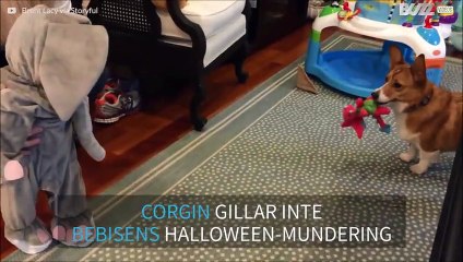 Bebis i elefantkostym skrämmer iväg hund