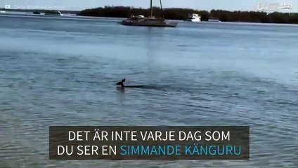 Fräck känguru sågs simma i Queensland