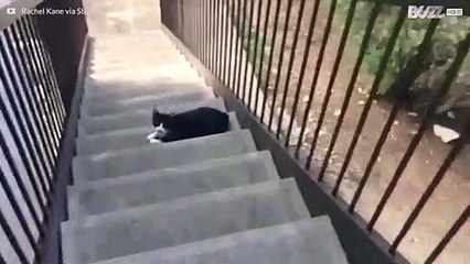 Arg katt känner lukten av ägarens förräderi