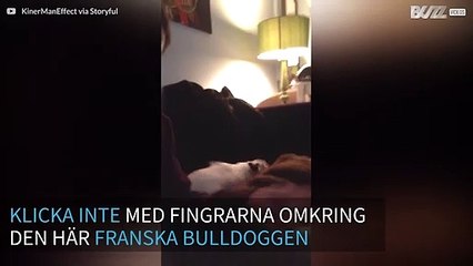 Den franska bulldoggen som blir helt knäpp när man knäpper med fingrarna
