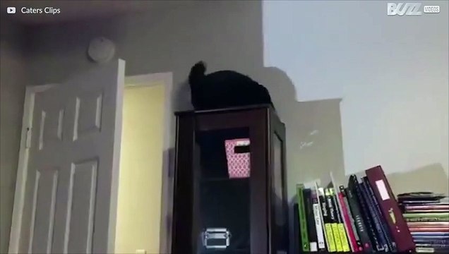 Kul katt som gillar att jaga sin egen svans