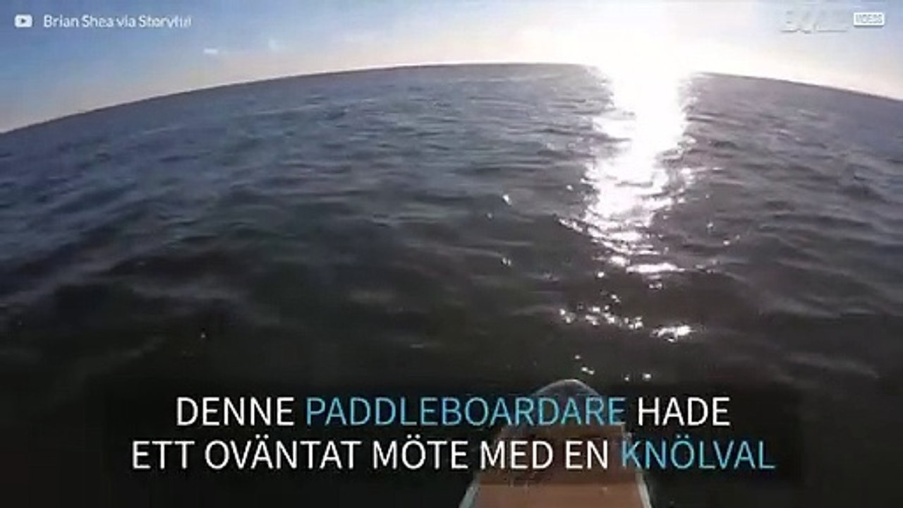 Oväntat möte med en knölval i New Jersey