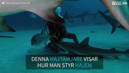 Hajtämjare visar sina häftiga hypnostekniker