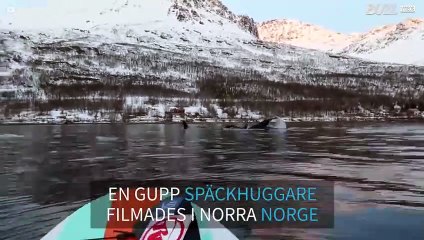 Paddleboarder hälsar på en grupp späckhuggare i Norge!