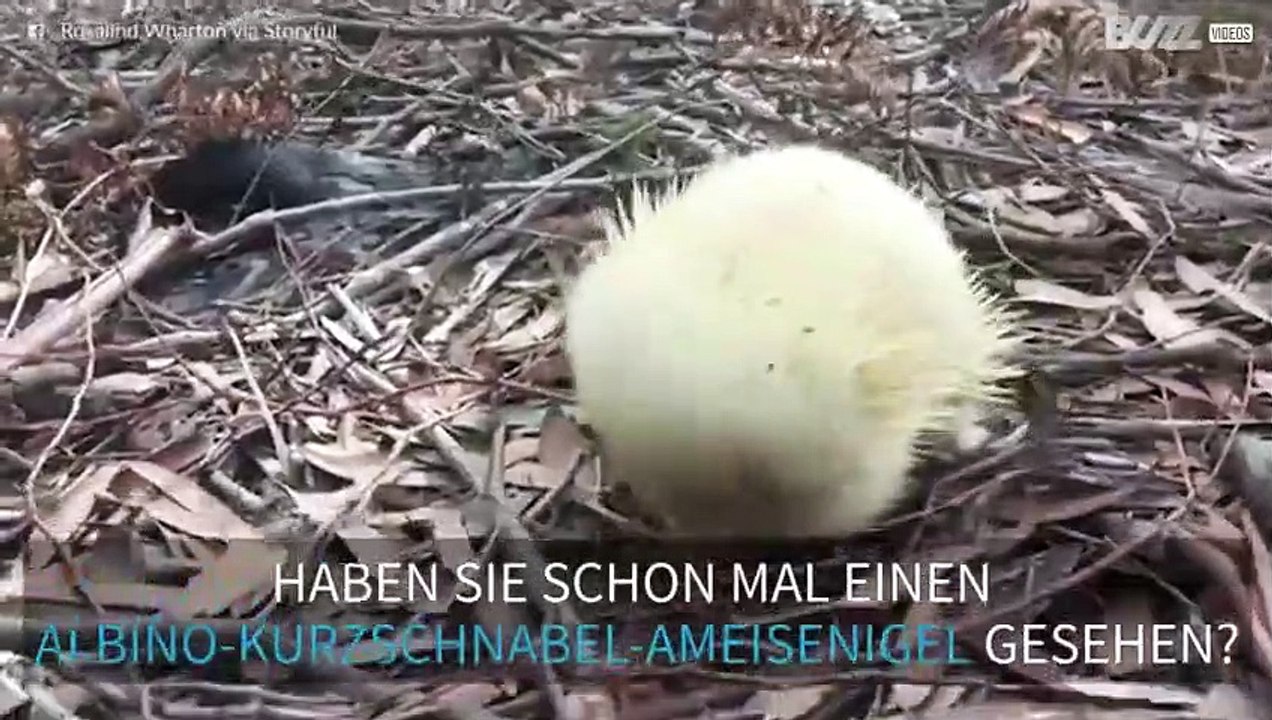 So sieht ein Albino-Kurzschnabel-Ameisenigel aus