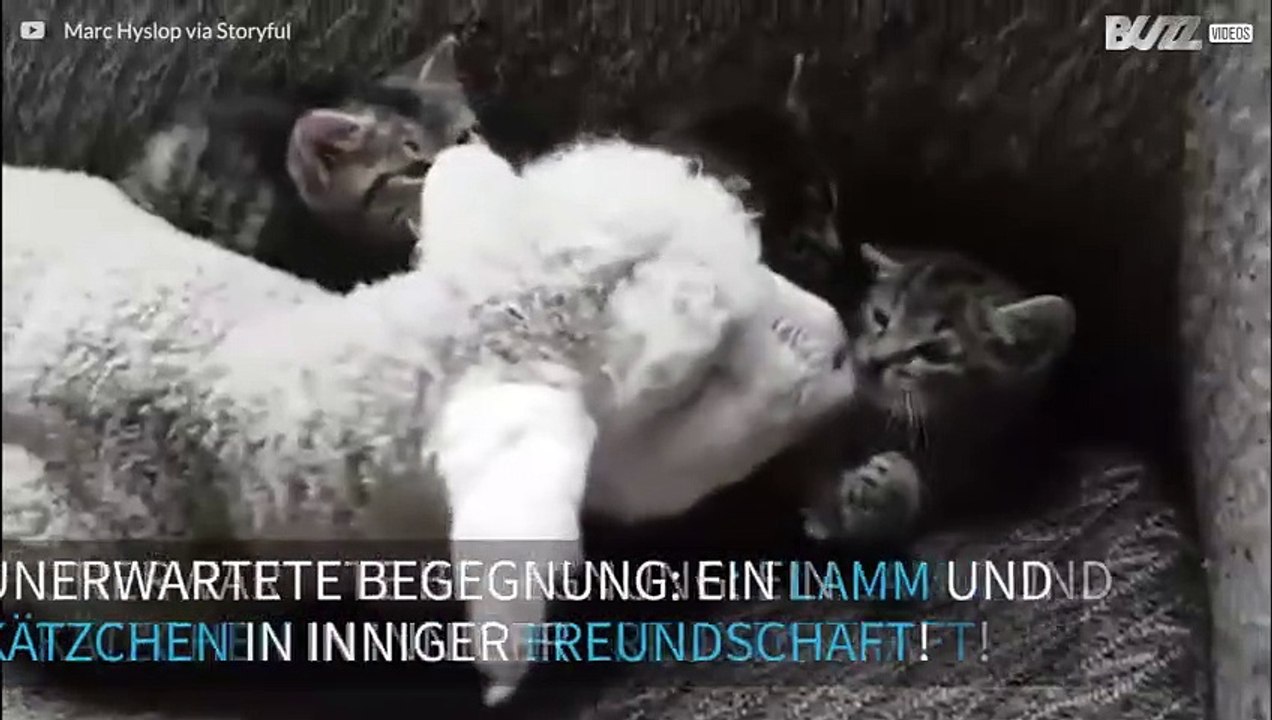 Eine unerwartete Freundschaft: Lamm und Kätzchen