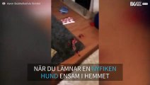 Hund börjar utforska soppåsen då husse är borta