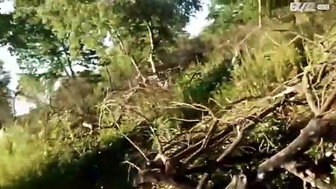 Mutterkuh versteckt Kalb vor dem Bauern