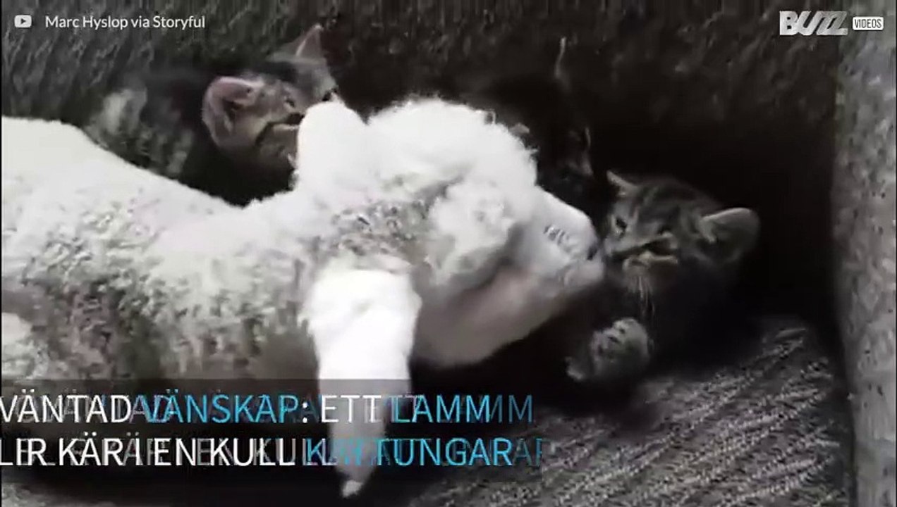 Ett lamm och kattungar har blivit kompisar