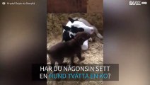Hundvalp hjälper ko att bli ren!