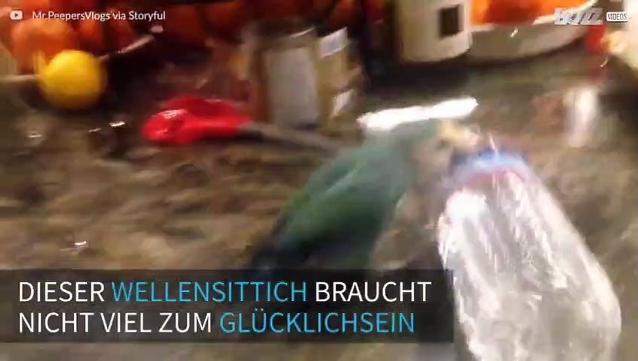 Wellensittich spielt mit Wasserflasche