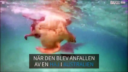 Sköldpadda förlorar kampen mot en haj