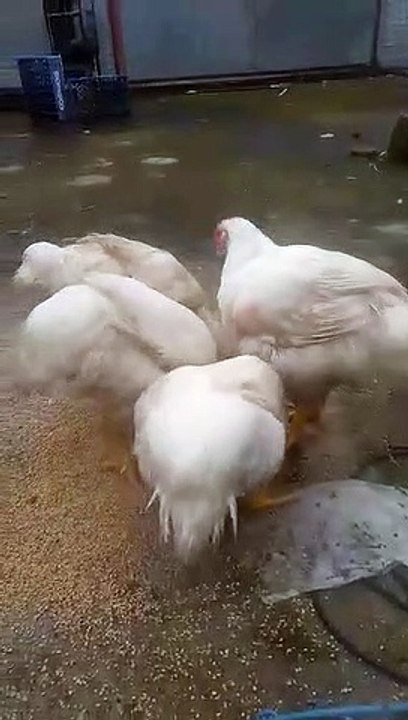 CHIX