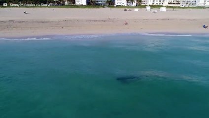 Drönare fångar bilder av en haj som närmar sig simmare i Miami