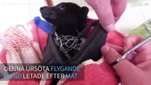 En fladdermus räddas efter att ha fastnat i ett nät