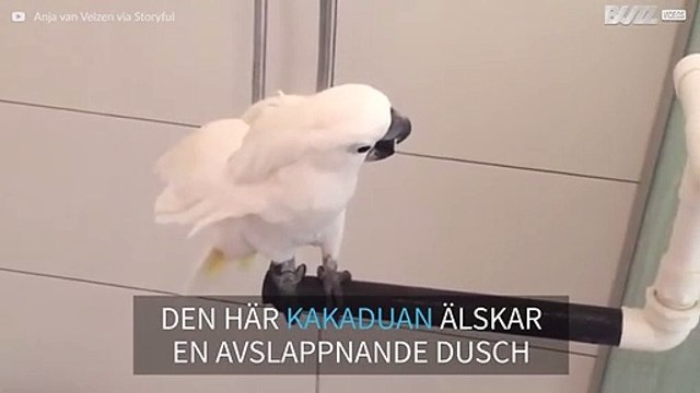 Den här kakaduan älskar att duscha!