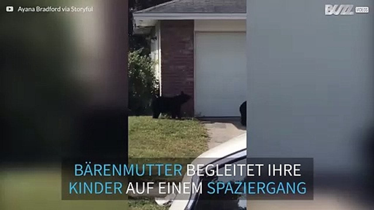 Bärenfamilie beim Bummel durch eine Vorstadt in Florida erwischt
