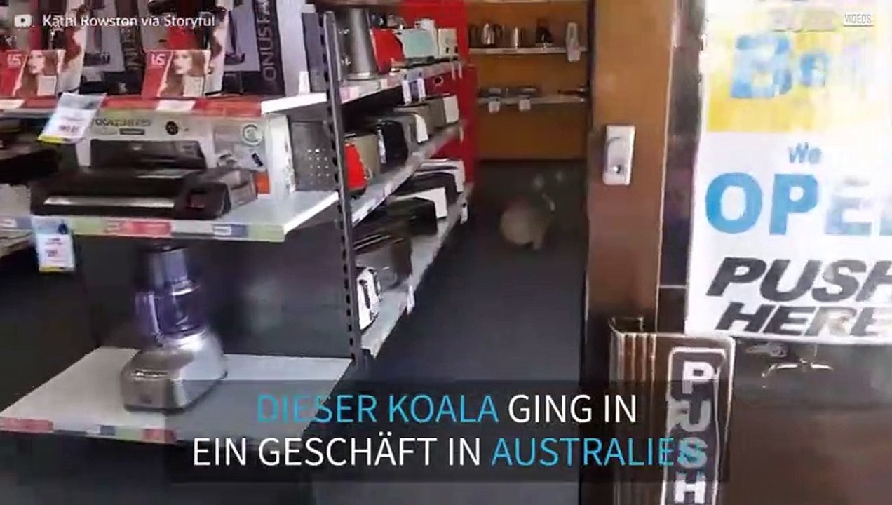 Koala versucht Eukalyptus zu kaufen