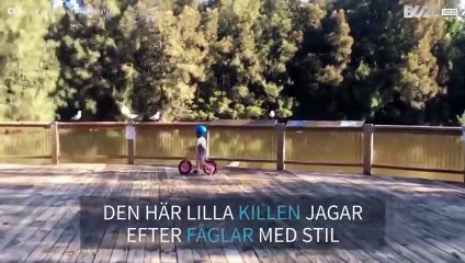 Liten pojke jagar fåglar med sin springcykel