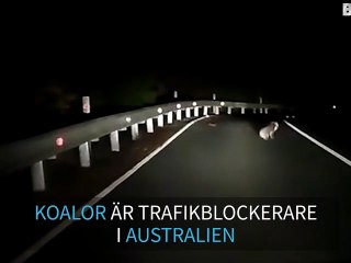 Koala stoppar trafiken på en gata i Australien