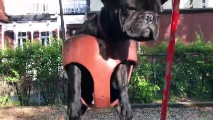 Denna bulldogg hatar att gunga