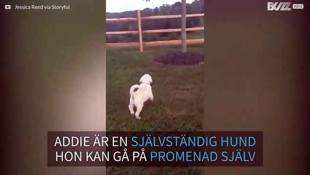 Valp visar stolt att hon kan gå på promenad själv