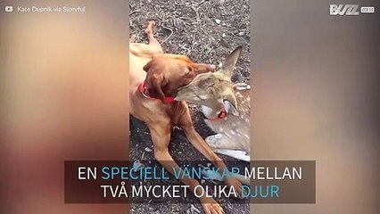 Oväntad vänskap mellan ett rådjur och en hund
