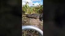 Tourists scream in terror as giant alligator suddenly leaps off a muddy bank and onto their boat