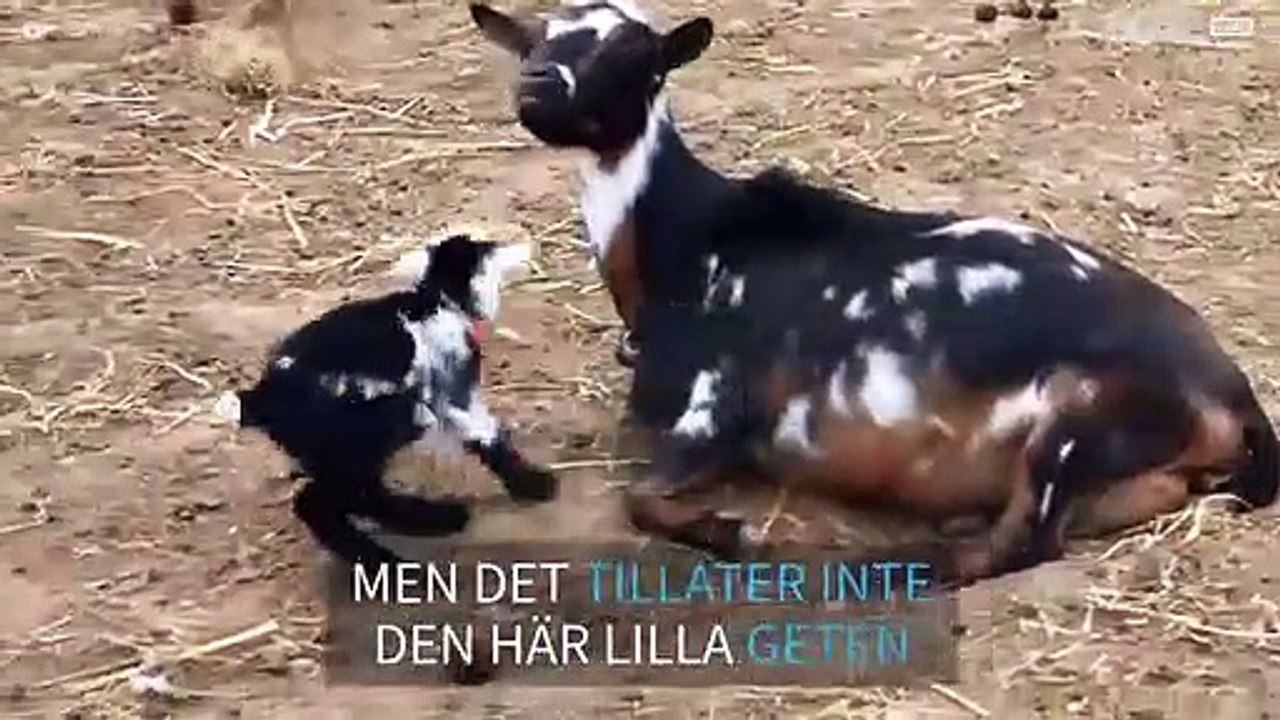 Hoppande bebisget orsakar tumult