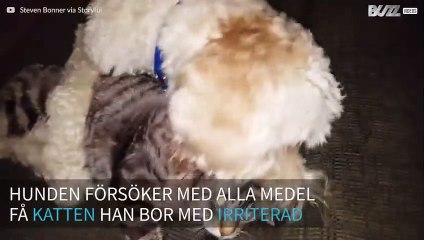 Hund försöker irritera USA:s mest apatiska katt