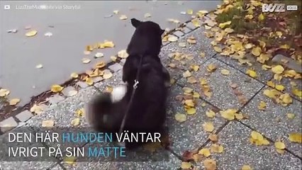 Hund ser sin matte vid busshållplatsen och kan knappt kontrollera sig!