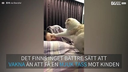 Väckarklockan som består av en hungrig katt!