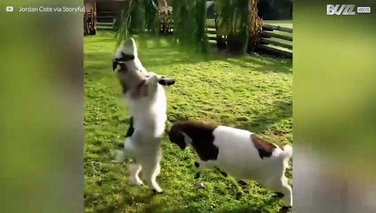 Ziegen sind hinterlistig!