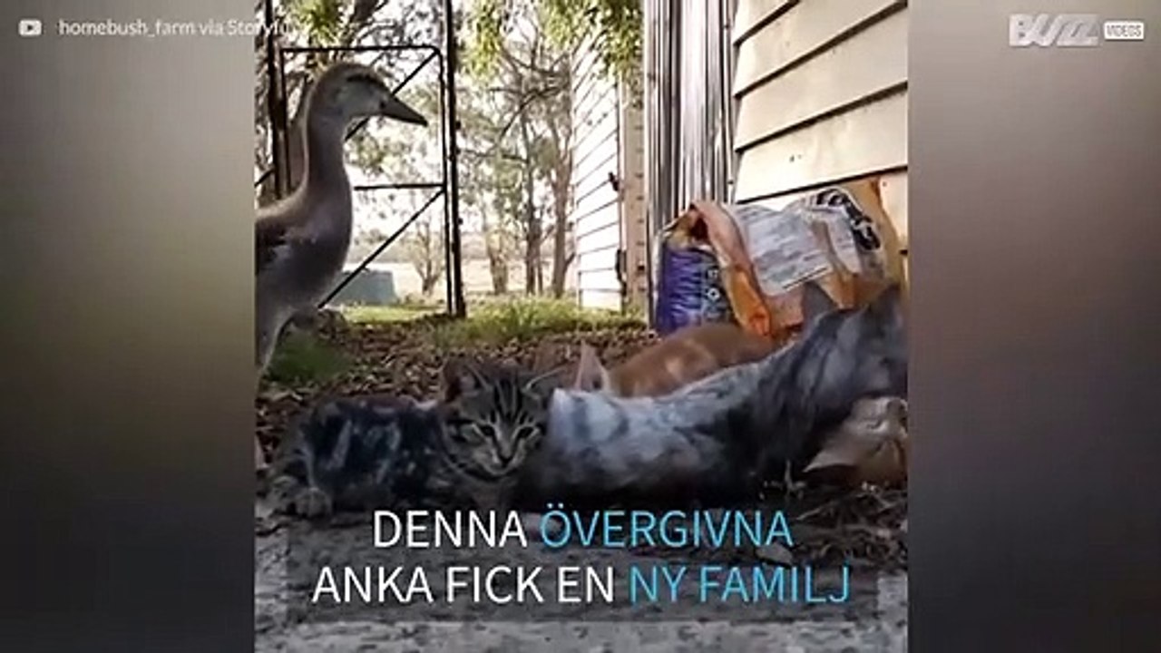 Den osannolika (och urgulliga) vänskapen mellan en övergiven anka och...kattungar