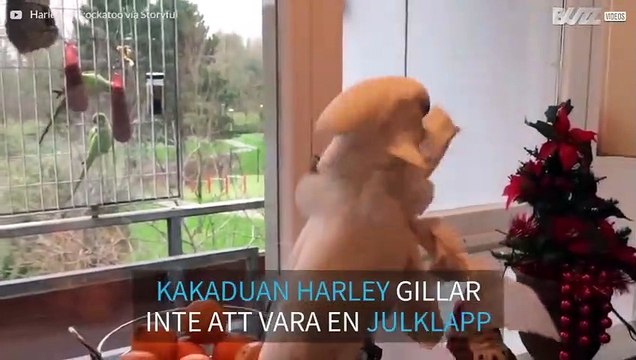 Kakaduan som inte vill vara en julklapp!