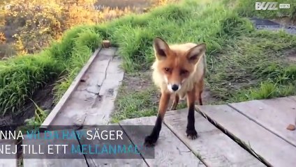 En räv besöker turister för att få sig en smakbit