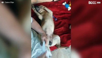 Denna shar-pei gillar att få klorna tillsnyggade