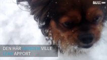 Husse lurar hund att leka apport med att kasta snöbollar