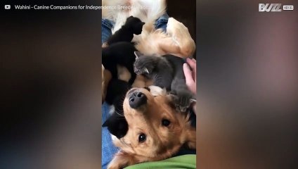 Golden retriever attackeras av bedårande kattungar